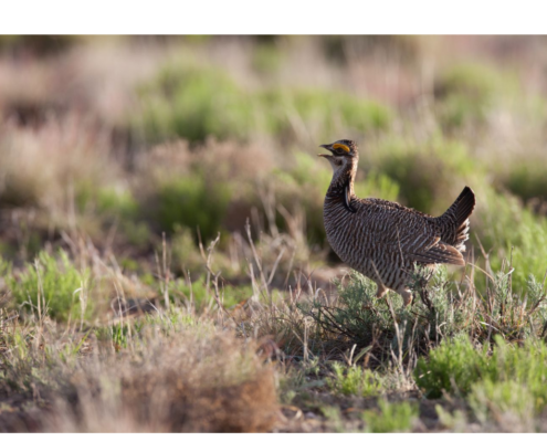 lesser prairie chicken shown on prairie habitat