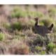 lesser prairie chicken shown on prairie habitat