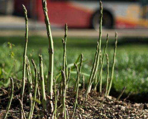 green asparagus spears grow in brown soil while a bus passes behind