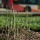 green asparagus spears grow in brown soil while a bus passes behind