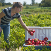 A person picking peppers in the field and putting them into an open cooler.
