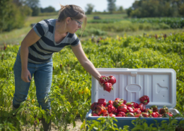 A person picking peppers in the field and putting them into an open cooler.