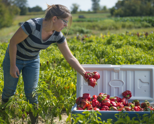 A person picking peppers in the field and putting them into an open cooler.