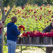 three people stand around a table with buckets of flowers on it, with a field of flowers in the background.