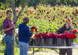 three people stand around a table with buckets of flowers on it, with a field of flowers in the background.