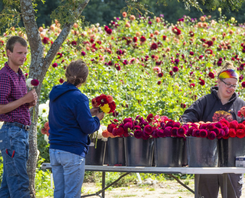 three people stand around a table with buckets of flowers on it, with a field of flowers in the background.