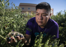 person outdoors among plants under blue sky supports a cluster of black cherry tomatoes in one hand