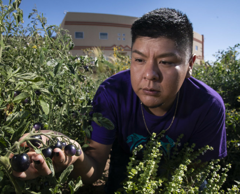 person outdoors among plants under blue sky supports a cluster of black cherry tomatoes in one hand