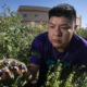 person outdoors among plants under blue sky supports a cluster of black cherry tomatoes in one hand