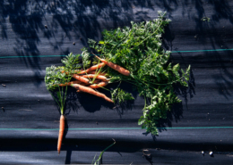 carrots with tops lie on a black background