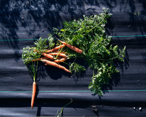 carrots with tops lie on a black background