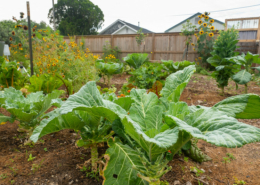 crop plants grow in front of a high wooden fence, with buildings visible above it in the background