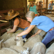 NCAT's Linda Coffey works with sheep during a training.
