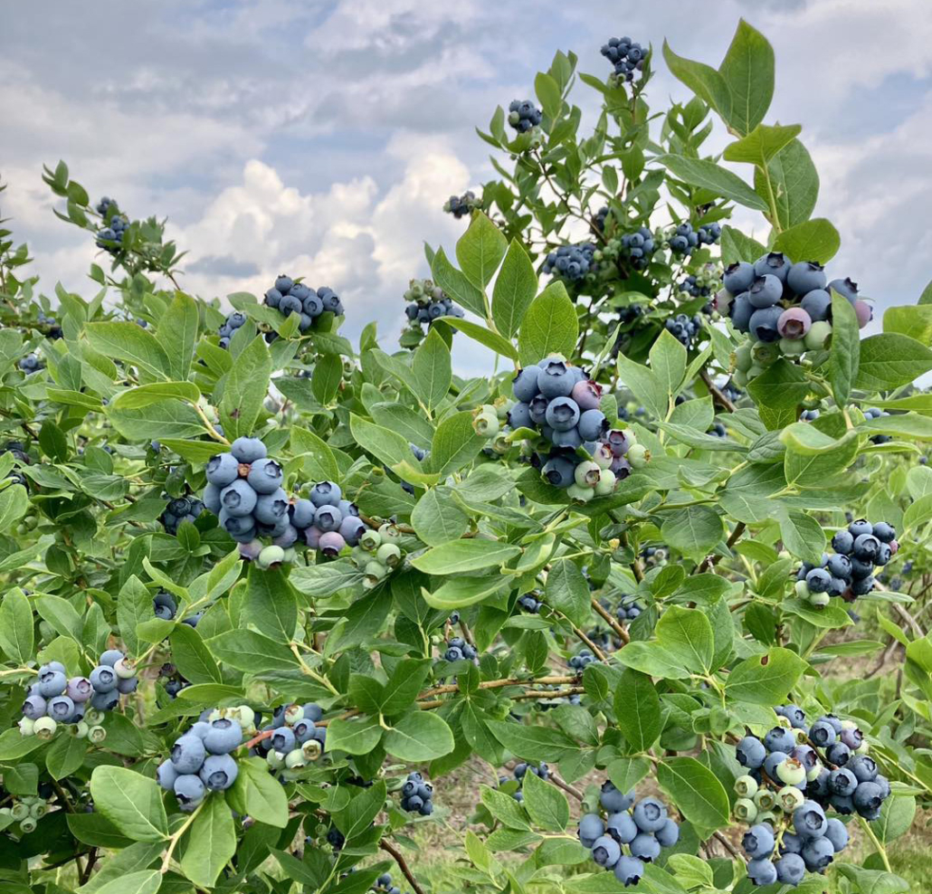 blueberry bush