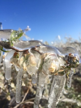 El arándano florece bajo una capa protectora de hielo proporcionada por aspersores aéreos. 