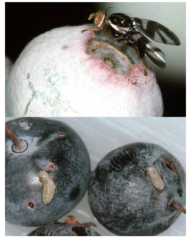 Blueberry maggots on fruit (adult fly, top; maggots, bottom). 