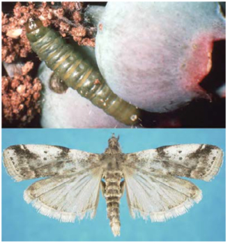 Larva de gusano de la fruta del arándano (arriba). Foto: Natasha Wright, Bugwood.org; Polilla del gusano de la fruta del arándano (abajo). 
