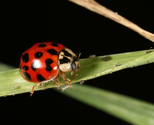 ladybug on blade of grass, against black background