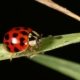 ladybug on blade of grass, against black background