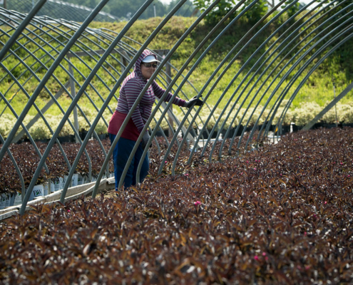 Person standing between two uncovered hoophouse frames amid planted crop.