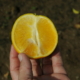 hand holding a cut-open orange exhibiting effects of citrus greening