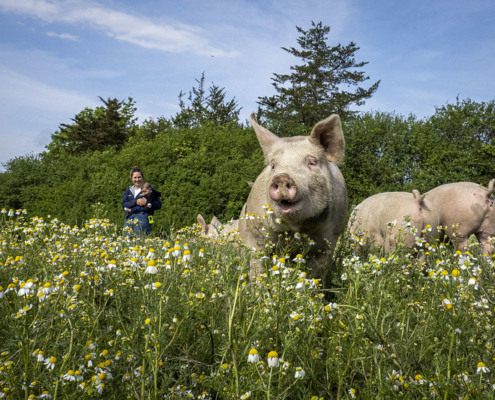 two pigs on a pasture with daisies, with a person walking behind them, under blue sky