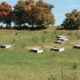 mobile chicken coops in a pasture with trees on the horizon in the background