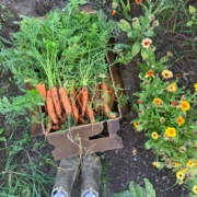 box of carrots with tops, person's feet, and row of flowers in a garden