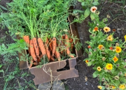 box of carrots with tops, person's feet, and row of flowers in a garden