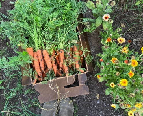 box of carrots with tops, person's feet, and row of flowers in a garden