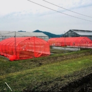 hoop house frames covered with red netting and white netting, under a cloudy sky
