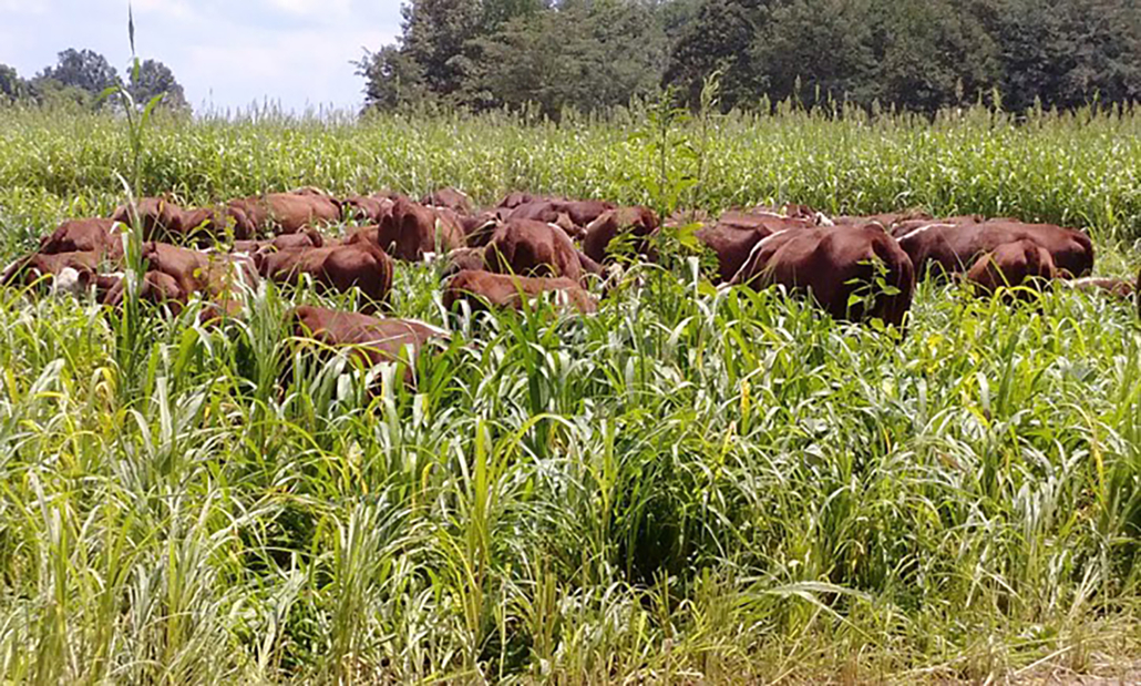 Cattle grazing sorghum/sudan grass in a rotational grazing system. 