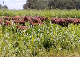 Cattle grazing sorghum/sudan grass in a rotational grazing system.