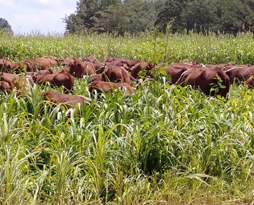 Cattle grazing sorghum/sudan grass in a rotational grazing system.