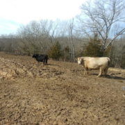 cattle in mud