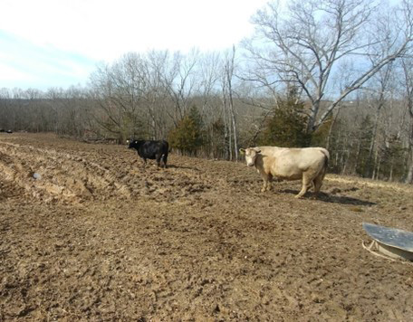 cattle in mud