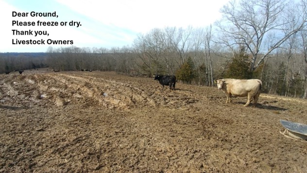 Cattle standing in mud