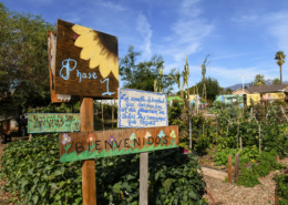 colorful painted signs in a raised-bed garden with houses and blue sky in the background