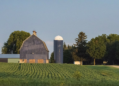 rows of green crops in foreground, with blue barn, silo, and green building amongst trees in midground with clear blue sky behind.