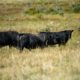 Three black cattle on range vegetation