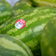close-up photo of green-striped watermelons, one with a red-and-white label sticker