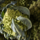 close up of Romanesco Cauliflower