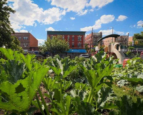 squash plants in the foreground with brick buildings behind, under blue sky with clouds