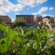 squash plants in the foreground with brick buildings behind, under blue sky with clouds