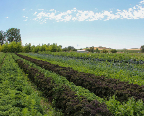 Rows of vegetables stretch diagonally into the distance under a blue sky with clouds.