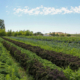 Rows of vegetables stretch diagonally into the distance under a blue sky with clouds.