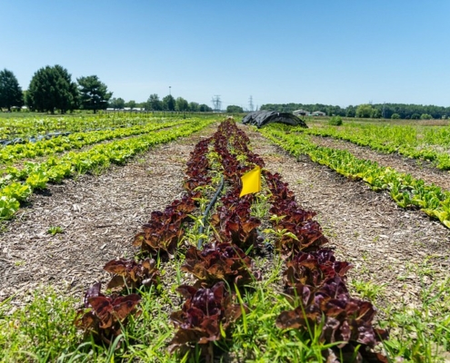 rows of lettuce stretch away to a distant horizon under blue sky