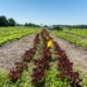 rows of lettuce stretch away to a distant horizon under blue sky