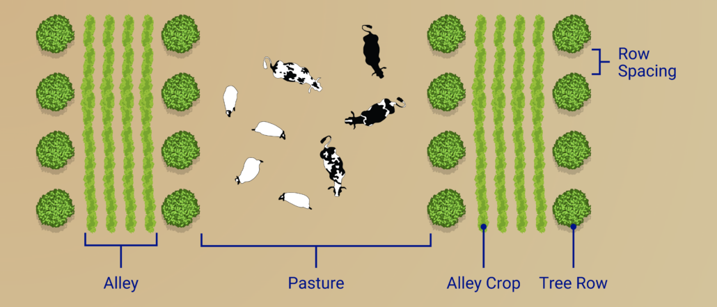 alley cropping system example