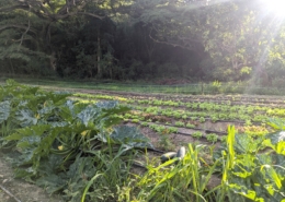field of vegetables in a forest clearing